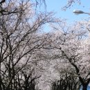 송광사 왕벚나무길 이미지