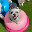 놀러오개 송파점 이미지