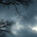 명월 팽나무군락 이미지