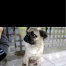 반려동물 의료센터 다울 이미지