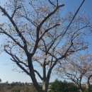 애월고등학교 이미지