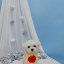 견생의하루 펫살롱 일산본점 이미지