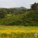 옥정호 구절초테마공원 이미지