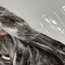 채울 | 약산성샴푸 포셰리 채울 샴푸 후기 두피냄새 잡고 향긋함은 덤