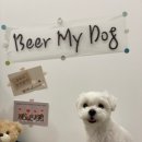 비어마이독 | 의정부 애견카페 '비어마이독' 솔직 방문 후기