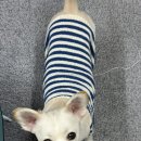 제일메리야스 이미지
