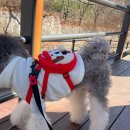 댕댕잇제과점 이미지