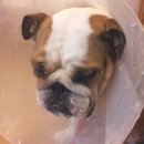 신성동물병원 이미지