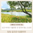 오산천 | 오산 아이와 가볼만한 곳 양귀비 명소 오산천 방문솔직후기