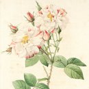 플라워아트 이미지