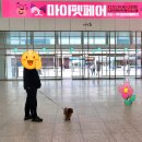 마이펫아카데미 | 완전 잼났던 수원 마이펫페어 방문후기 다음에도 꼭 가야징~^^