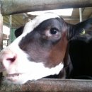 모산목장 이미지