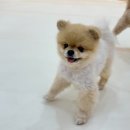 시우스쿨링 대화 이미지