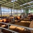 초동축산 이미지