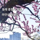 동래 충렬사 봄꽃맞이와 마안산 둘레길 나들이 이미지