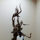 조록나무 뿌리 형상물 이미지