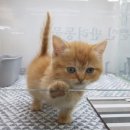 대구고양이분양 원펫 이미지