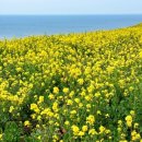 제주풍경스케치 이미지