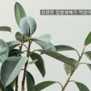유명찹쌀꽈배기 이미지