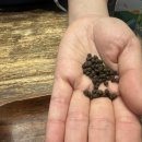 비움 | 차전자피환 비움온 후기 변비직빵 프리미엄 식이섬유 솔직 체험담