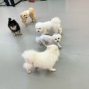 천사유치원 | 🐶 아엔이 7월 유치원 생활 기록 🐾