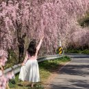 빙기실마을 | 거창 수양벚꽃길 병곡마을 임불마을 주차장 및 능수벚꽃 개화 후기