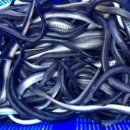 칠성장어 이미지