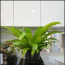 휴안마토피아 이미지