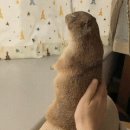 Prairie dog 이미지