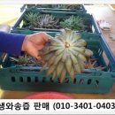천연자연산와송