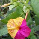 꽃봉재가든 이미지