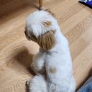 트윈퍼피 이미지