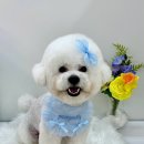 포프리티 이미지
