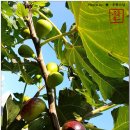 무화과나무 이미지