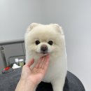 물개스테이 이미지