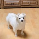 최재호 한방동물병원 이미지