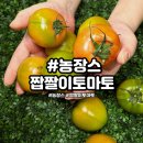 농장스 | 산지직송 농장스 짭짤이토마토 먹어본 후기