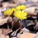 아도니스 이미지