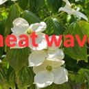 For delay dementia 1,295 Easy english 이미지