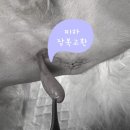 나만 애 동물병원 | 【하남】 나만 애 동물 병원 강아지 잠복고환, 유치 발치 수술