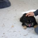켈리 독, 강남 애견호텔 애견유치원 이미지