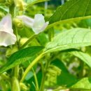 아사바 배터리분무기BP-20LI+제초삿갓(인력) 사용후기-깨작깨작-참깨 선택성제초제 살포
