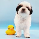 멍스타 김포강아지 분양 이미지