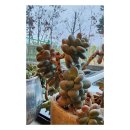 버들1길 이미지