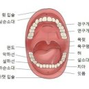 구강암 (Oral Cancer) 이미지