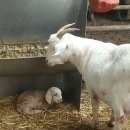 초산슈퍼