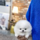 일산 강아지분양 스마트독 이미지