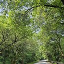 마이다스밸리 청평 골프클럽 라운드 후기