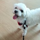 예담동물병원 | 순천 예담 동물병원 - 강아지 혈변으로 다녀온 후기
