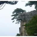 노송 이미지